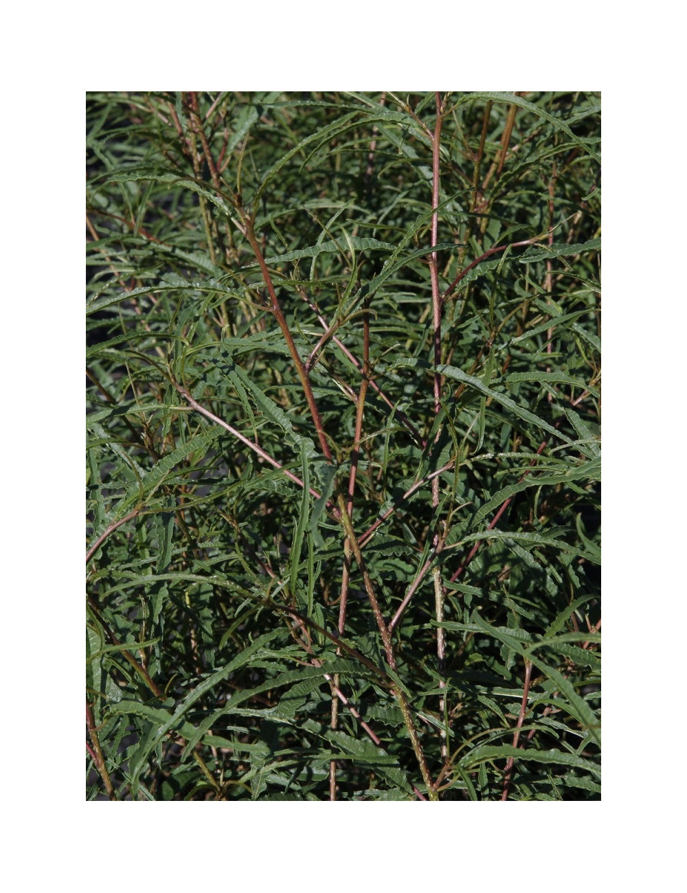 FRANGULA alnus ASPLENIIFOLIA (Bourdaine)