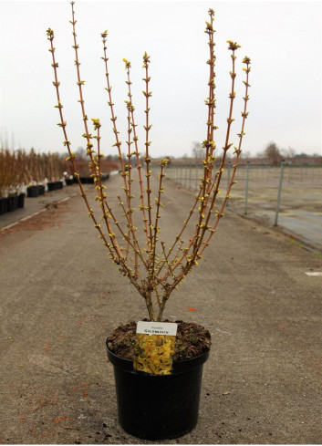 FORSYTHIA intermedia GOLDRAUSCH (Forsythia Goldrausch ou Mimosa de Paris Goldrausch) En pot de 10-12 litres forme buisson