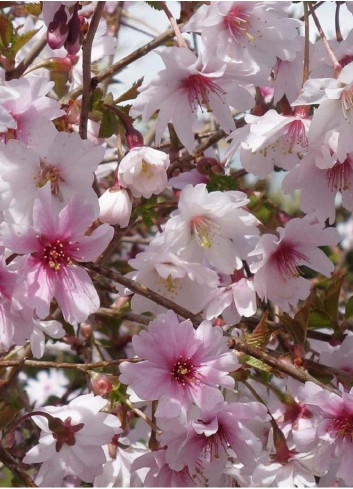 PRUNUS incisa MIKINORI (Cerisier à fleurs du Japon Mikinori)