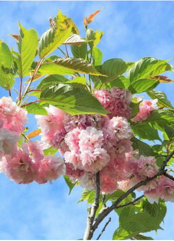 PRUNUS serrulata PINK PERFECTION (Cerisier des collines Pink perfection)