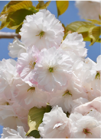 PRUNUS serrulata SHIMIDSU (Cerisier des collines Shimidsu)