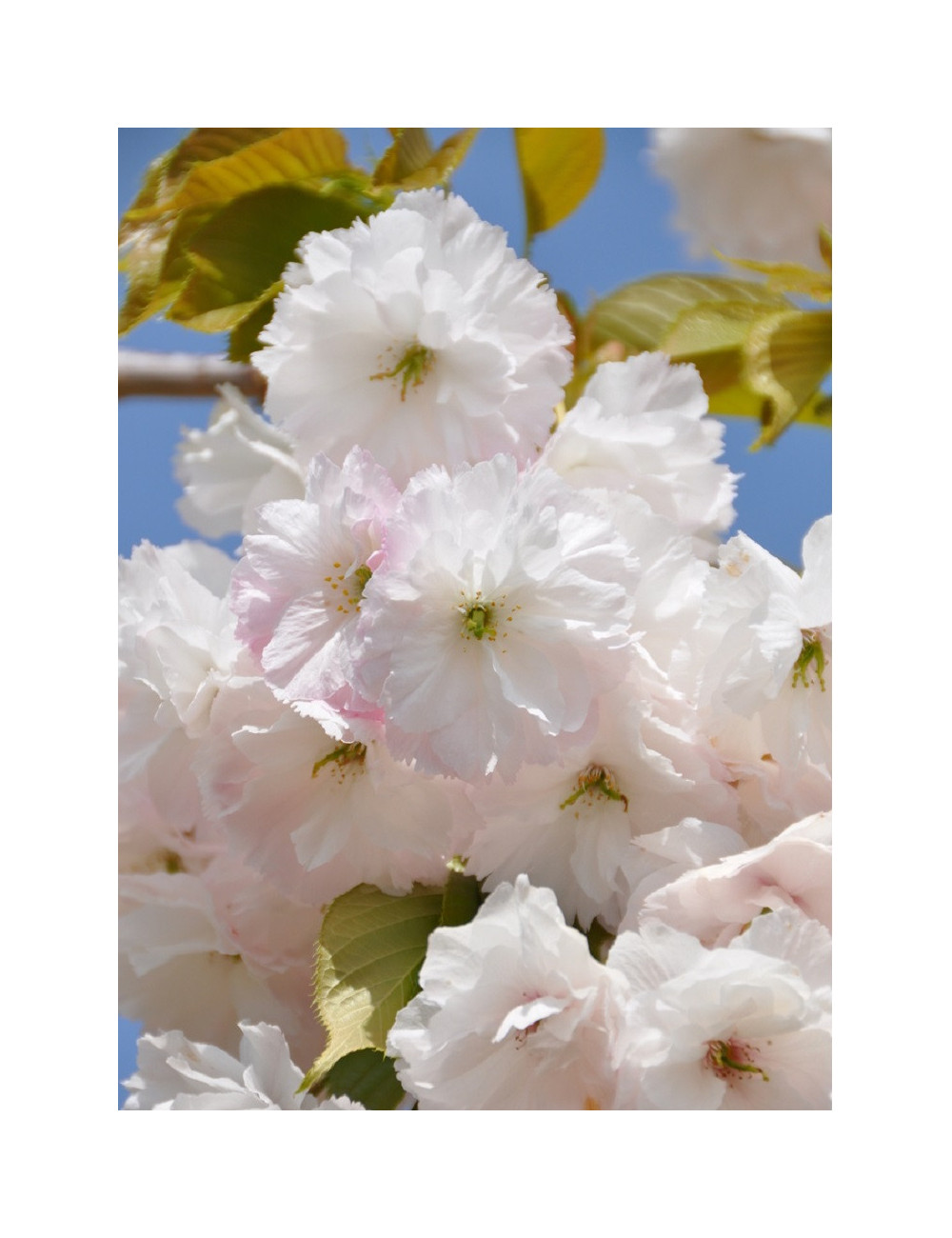 PRUNUS serrulata SHIMIDSU (Cerisier des collines Shimidsu)