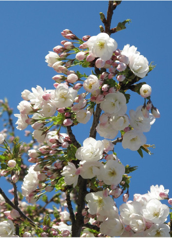 PRUNUS serrulata SHIROTAE (Cerisier des collines Shirotae)