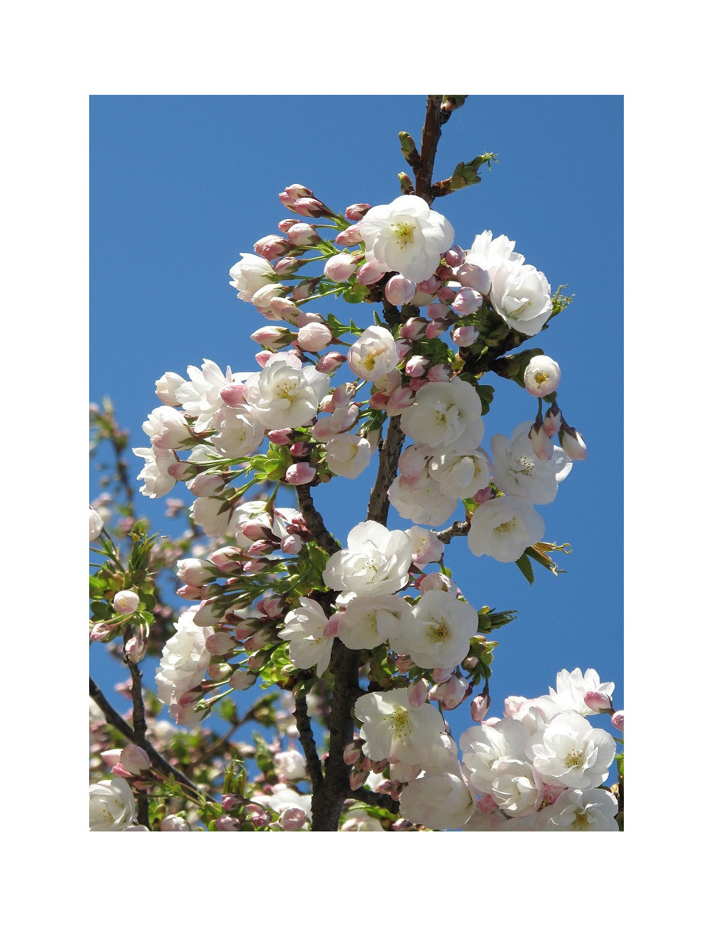 PRUNUS serrulata SHIROTAE (Cerisier des collines Shirotae)