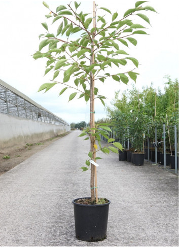 PRUNUS serrulata SHIROTAE (Cerisier des collines Shirotae)