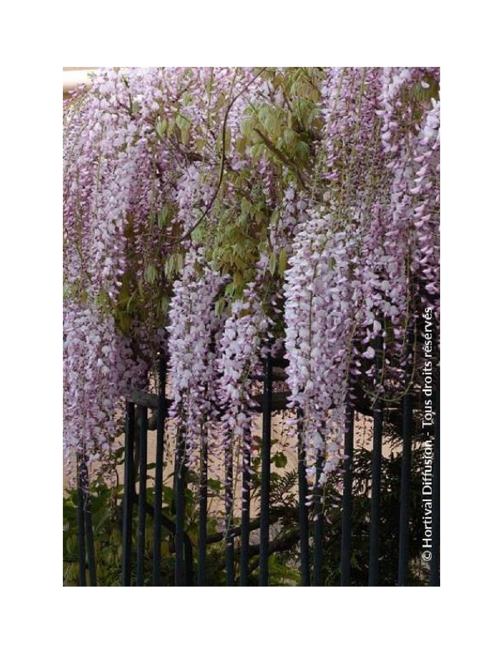 WISTERIA floribunda ROSEA (Glycine du Japon)