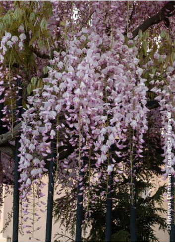 WISTERIA floribunda ROSEA (Glycine du Japon)