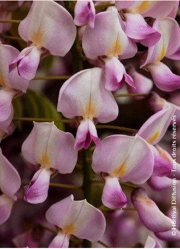 WISTERIA floribunda ROSEA (Glycine du Japon)