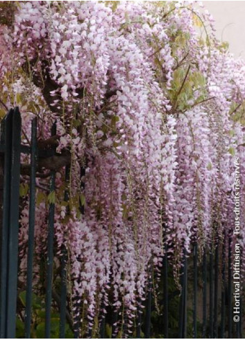 WISTERIA floribunda ROSEA (Glycine du Japon)