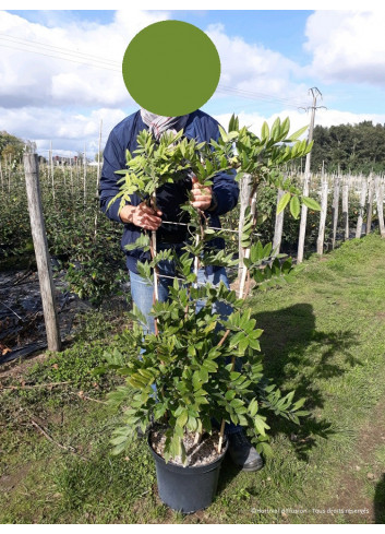 WISTERIA (Glycine) En pot de 10-12 litres hauteur 100-150 cm