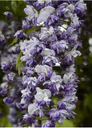 WISTERIA floribunda GRANDE DIVA CECILIA ® (Glycine du Japon)