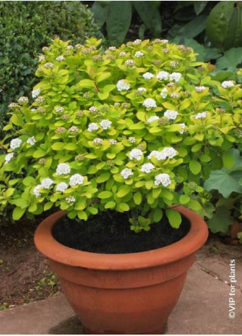 SPIRAEA betulifolia TOR GOLD cov (Spirée à feuilles de bouleau)