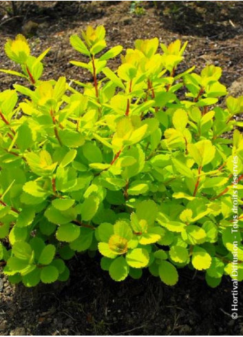 SPIRAEA betulifolia TOR GOLD cov (Spirée à feuilles de bouleau)