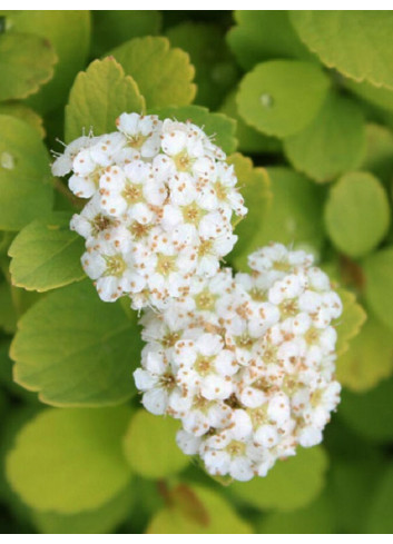 SPIRAEA betulifolia TOR GOLD cov (Spirée à feuilles de bouleau)