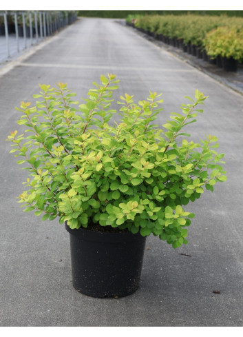 SPIRAEA betulifolia TOR GOLD cov (Spirée à feuilles de bouleau) En pot de 10-12 litres forme buisson