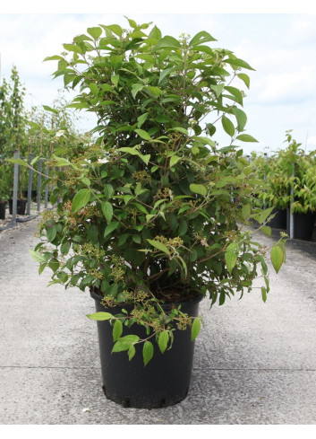 VIBURNUM plicatum WATANABE (Viorne du Japon) En pot de 25-30 litres forme buisson