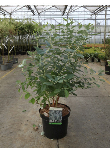 ZENOBIA pulverulenta BLUE SKY (Muguet en arbre) En pot de 7-10 litres forme buisson