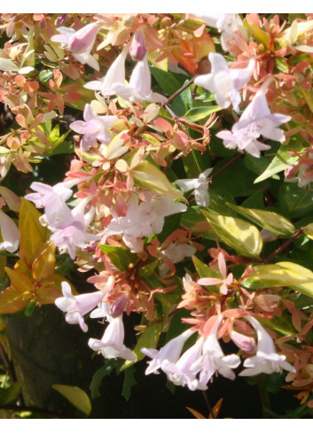 ABELIA grandiflora FRANCIS MASON (Abélia à grandes fleurs Francis Mason)