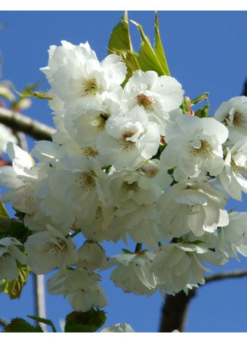 PRUNUS serrula BRANKLYN (Cerisier du Tibet Branklyn)