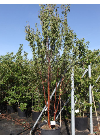 PRUNUS serrula BRANKLYN (Cerisier du Tibet Branklyn) En pot de 90-110 litres forme cépée