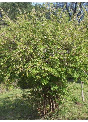 LONICERA fragrantissima (Chèvrefeuille arbustif parfumé)