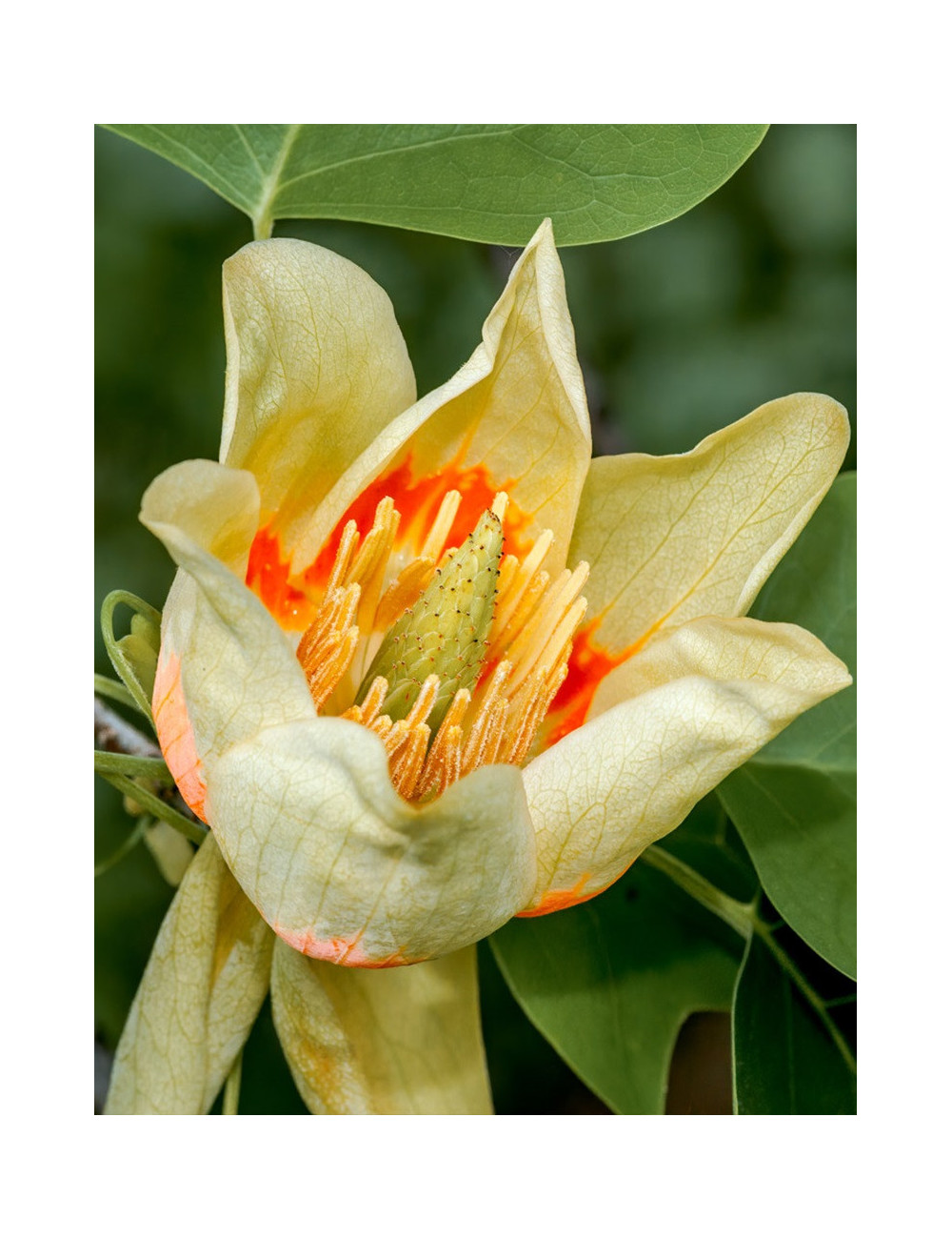 LIRIODENDRON tulipifera EDWARD GURSZTYN (Tulipier de Virginie)