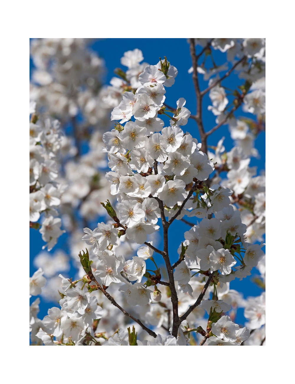PRUNUS UMINEKO (Cerisier de Sibérie à fleurs)