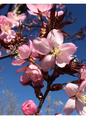 PRUNUS sargentii (Cerisier à fleurs de Sargent)
