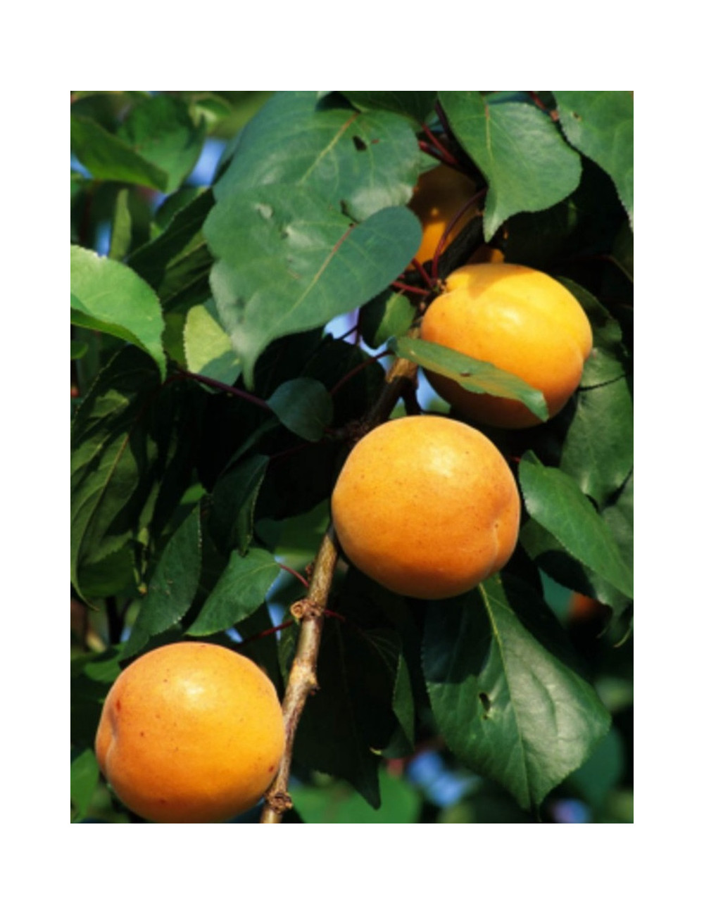 ABRICOTIER NAIN (Prunus armeniaca)