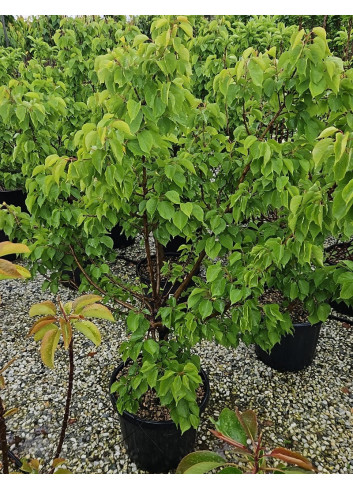 ABRICOTIER NAIN (Prunus armeniaca) En pot de 10-12 litres extra