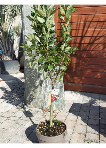 CERISIER NAIN (Prunus avium) En pot de 10-12 litres extra
