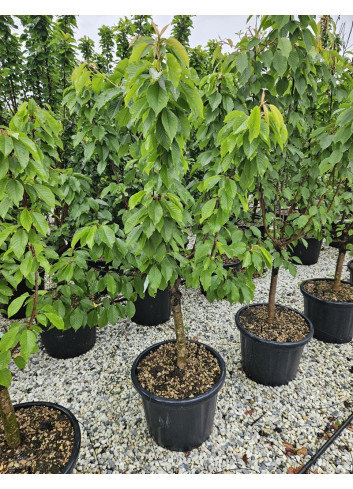 CERISIER NAIN (Prunus avium) En pot de 50-70 litres extra