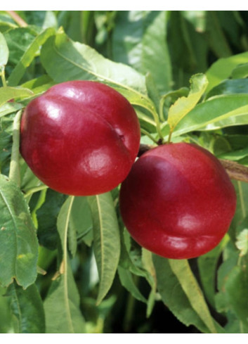 NECTARINIER NAIN (Prunus persica)