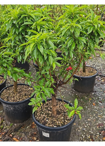 NECTARINIER NAIN (Prunus persica) En pot de 50-70 litres extra