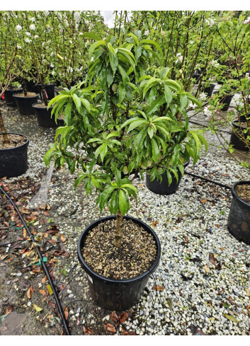 PÊCHER NAIN (Prunus persica) En pot de 50-70 litres extra