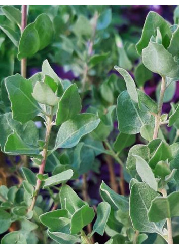 ATRIPLEX halimus (Pourpier de mer, épinard de mer, arroche, arroche maritime)