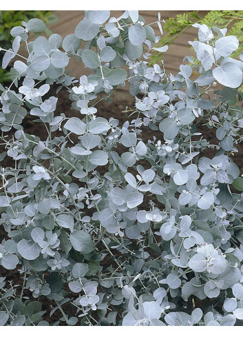 EUCALYPTUS pulverulenta BAY BLUE (Eucalyptus Baby Blue - Gommier argenté)