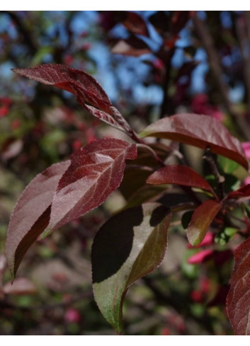 MALUS MOKUM (Pommier d'ornement)