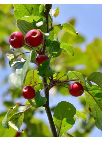 MALUS MOKUM (Pommier d'ornement)