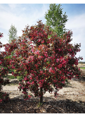 MALUS MOKUM (Pommier d'ornement)