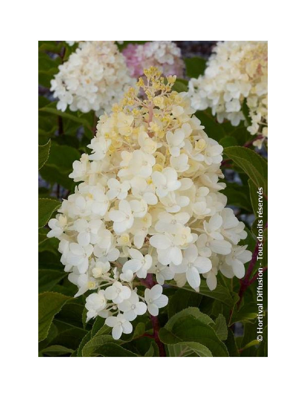 HYDRANGEA quercifolia APPLAUSE (Hortensia à feuilles de chêne)