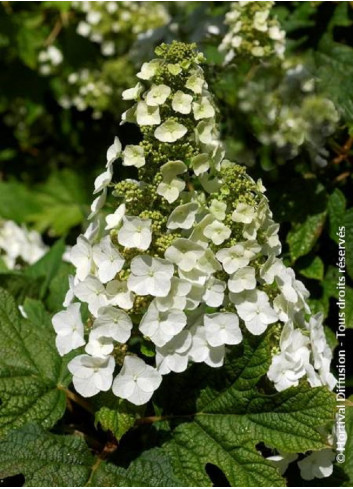 HYDRANGEA quercifolia APPLAUSE (Hortensia à feuilles de chêne)