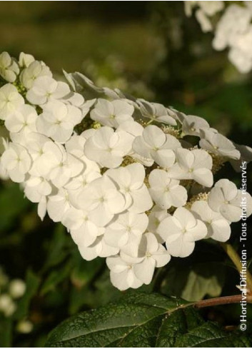 HYDRANGEA quercifolia APPLAUSE (Hortensia à feuilles de chêne)