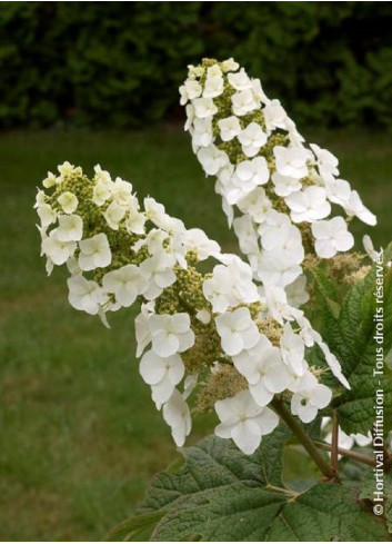 HYDRANGEA quercifolia APPLAUSE (Hortensia à feuilles de chêne)