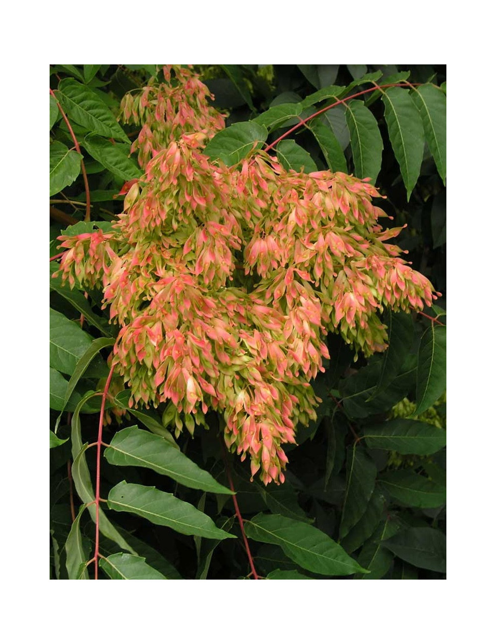 AILANTHUS altissima (Ailante glanduleux)