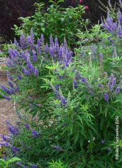 gattilier-delta-blues-vitex-agnus-castus-delta-blues.jpg
