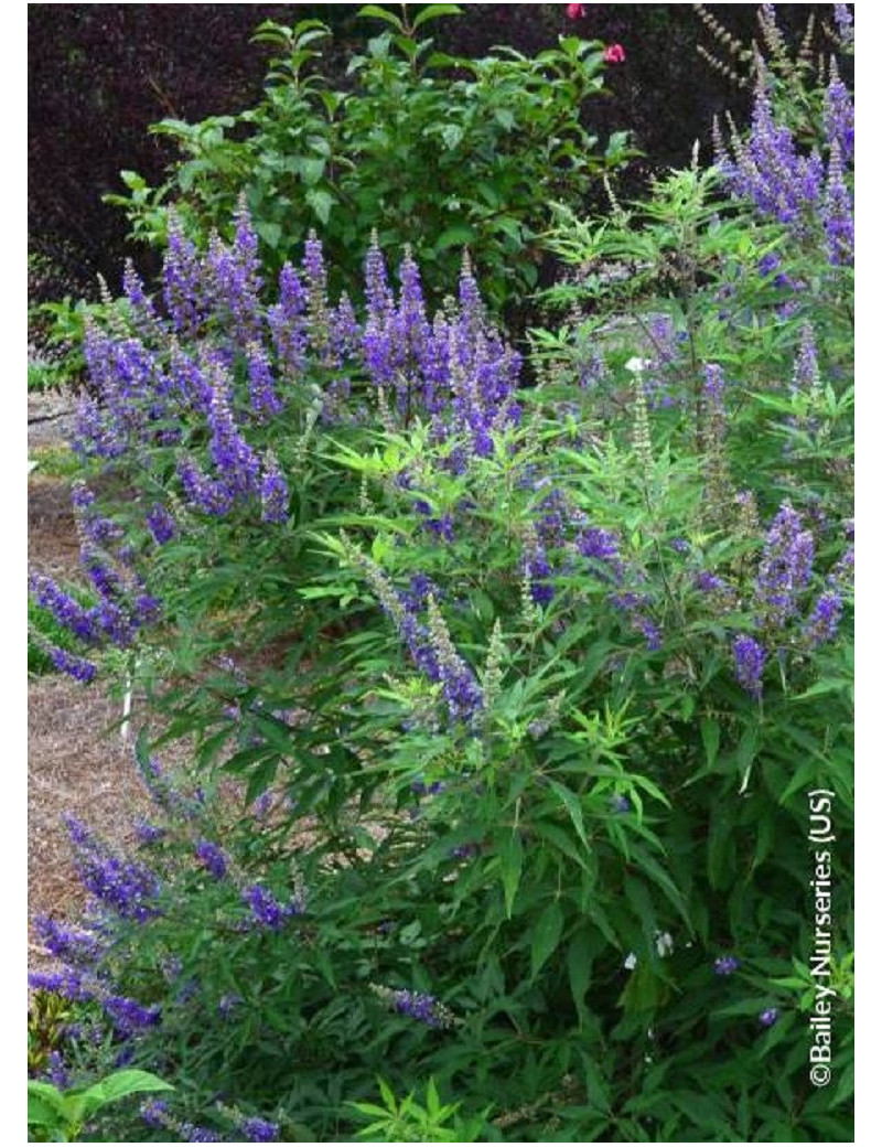 VITEX agnus-castus BLUE DELTA BLUES VITEX agnus-castus BLUE DELTA BLUES