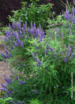 VITEX agnus-castus BLUE DELTA BLUES