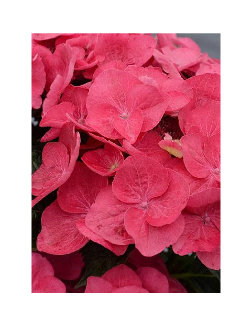 HYDRANGEA macrophylla DOLCE (R) FRAGOLA (Hortensia)