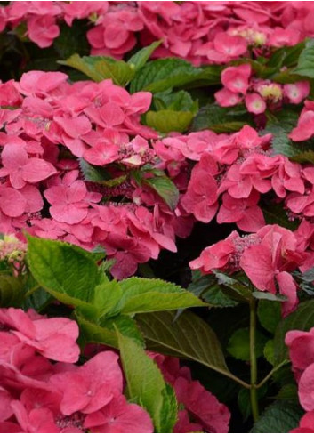 HYDRANGEA macrophylla DOLCE (R) FRAGOLA (Hortensia)